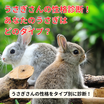 うさぎさんの性格診断！あなたのうさぎはどのタイプ？