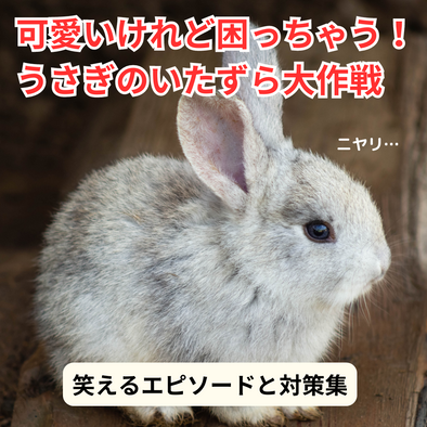 うさぎ セール クッション 掘る